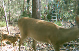 Deer with fawn
