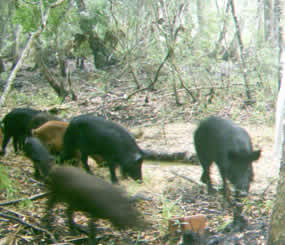 Foraging hogs in Tiger Island